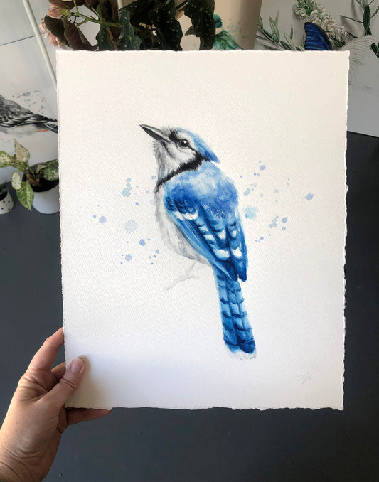 Blue Jay #4