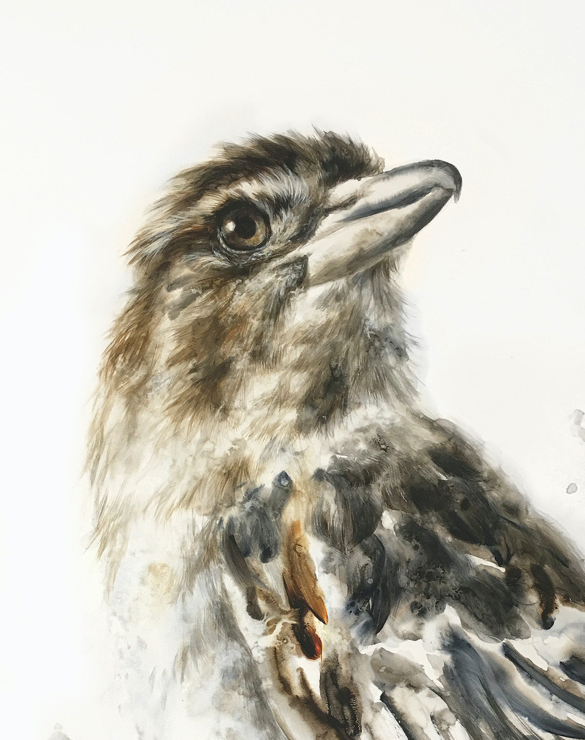 "Butcherbird" - 36 x 48"