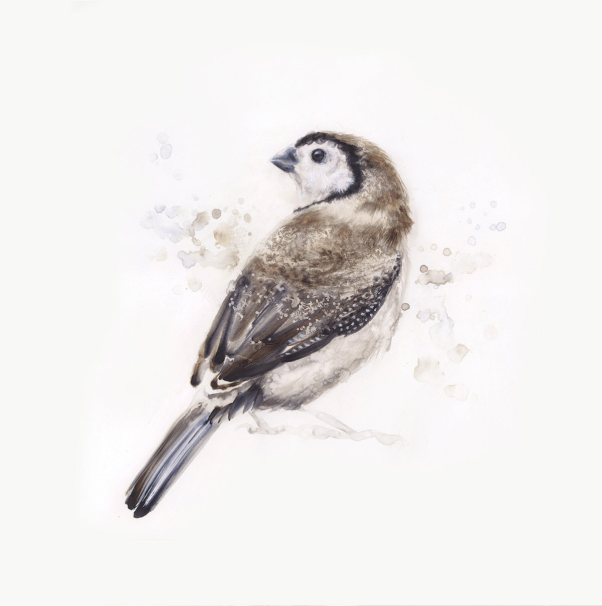 "Double-Barred Finch" - 24 x 24"