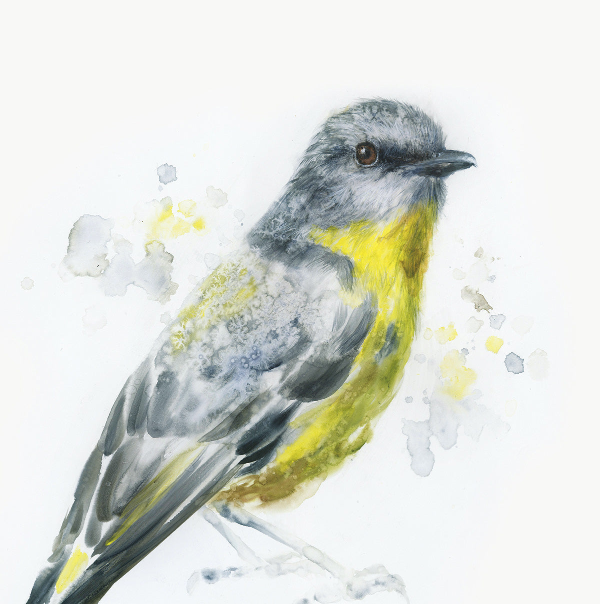 "Yellow Robin" - 24 x 24"
