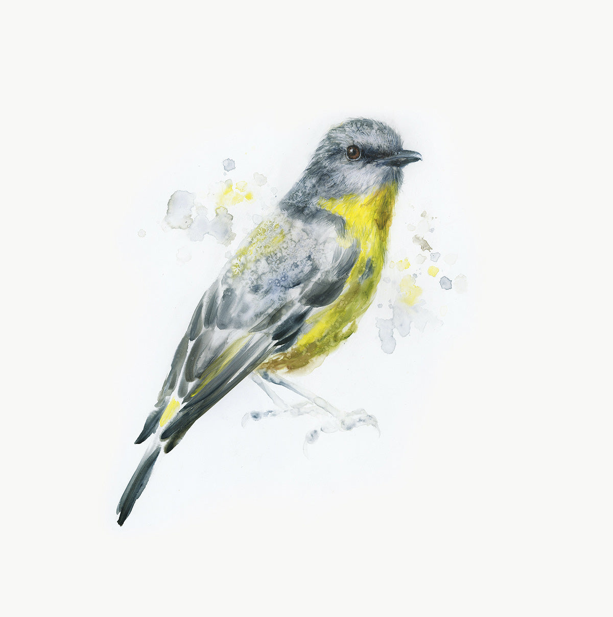 "Yellow Robin" - 24 x 24"
