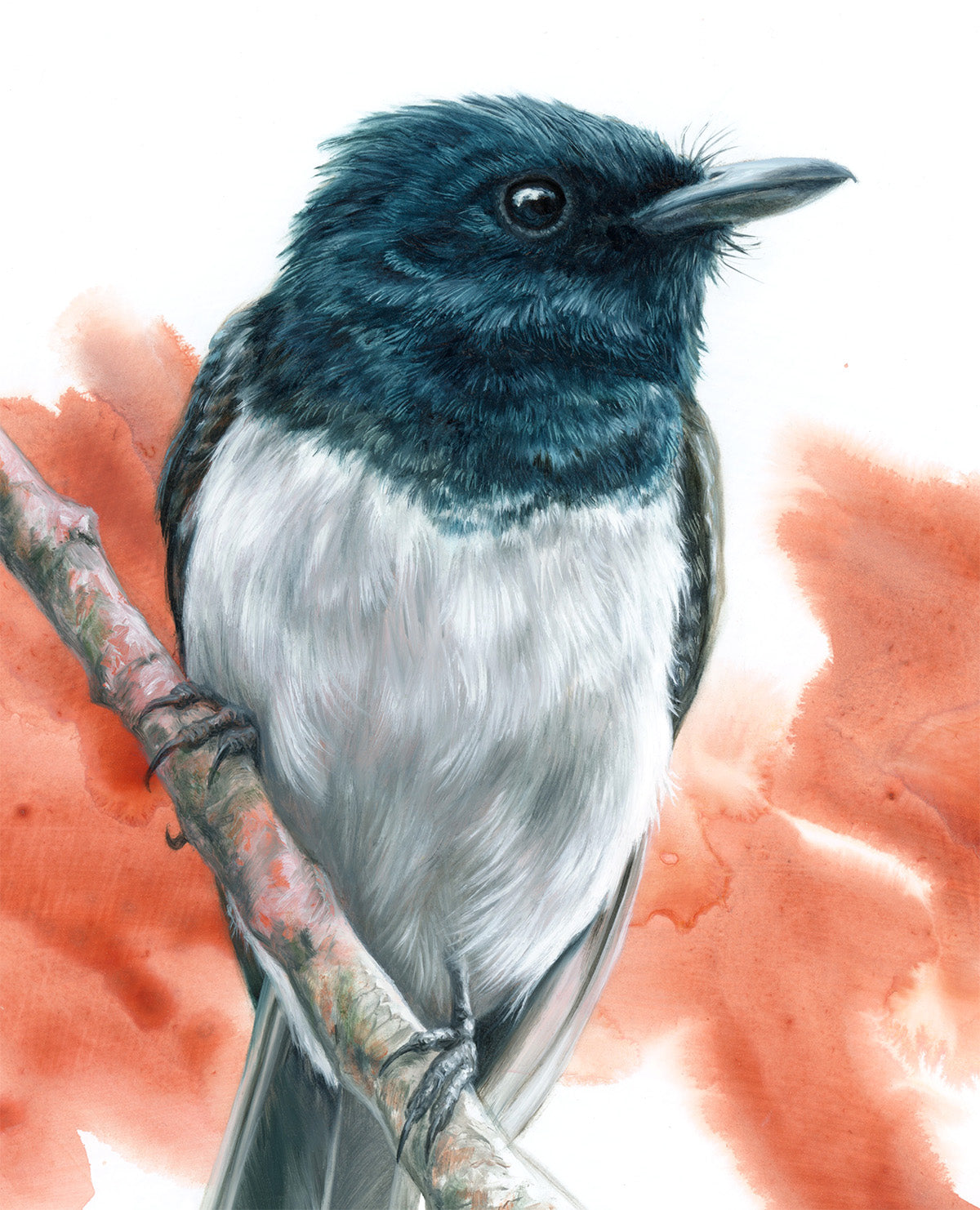 "Leaden Flycatcher (Male)" - Limited Edition print