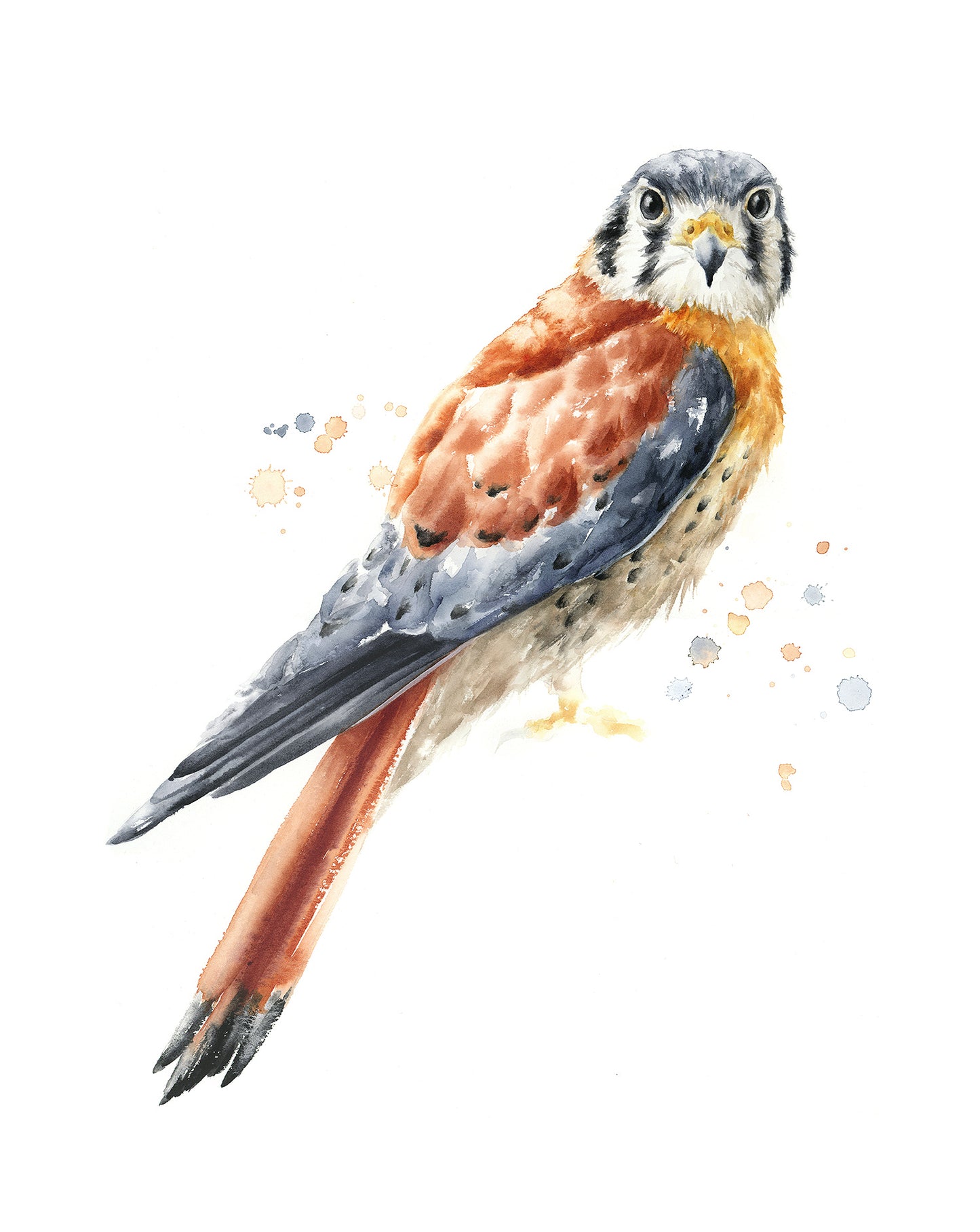 "American Kestrel" - 16 x 20"