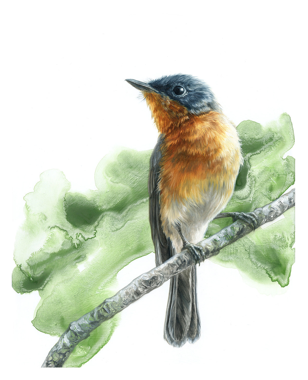 "Leaden Flycatcher (Female)" - Limited Edition print