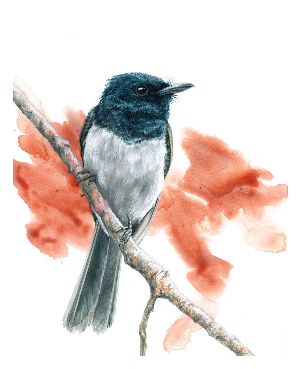 "Leaden Flycatcher (Male)" - Limited Edition print