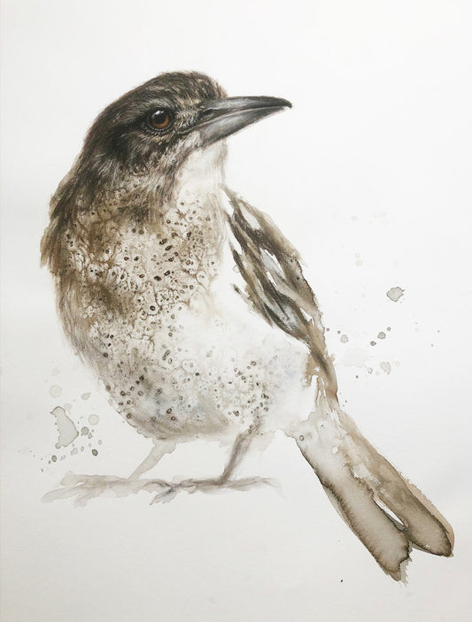 Young Butcherbird - 22 x 30"