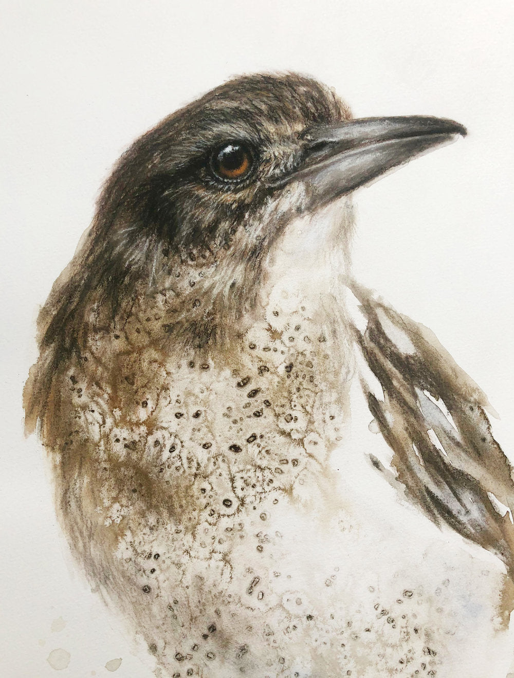Young Butcherbird - 22 x 30"