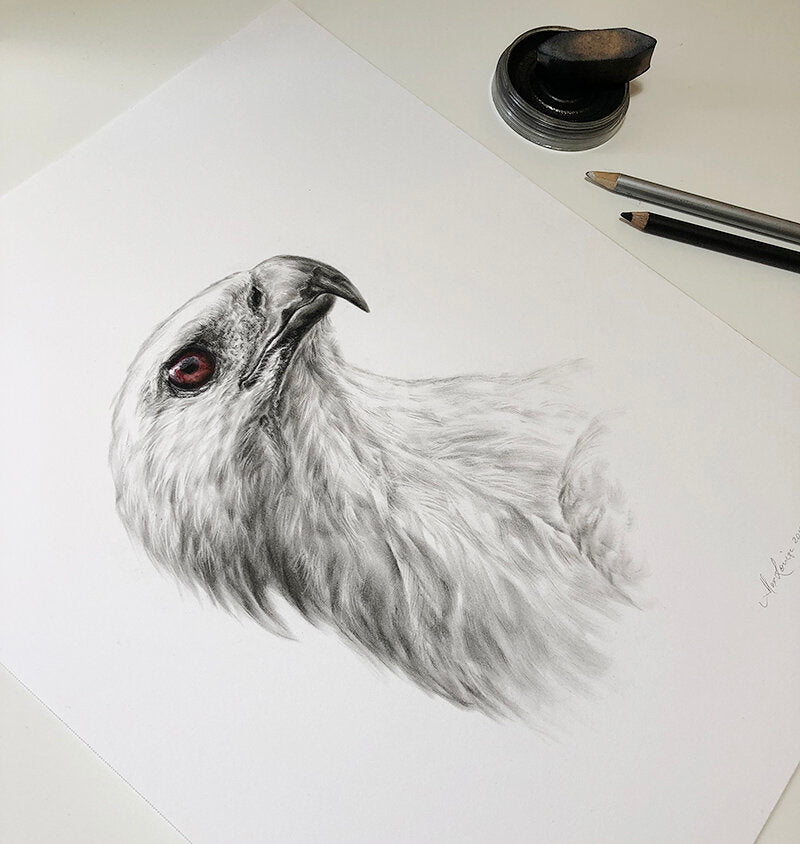White-bellied Sea Eagle - Limited Edition