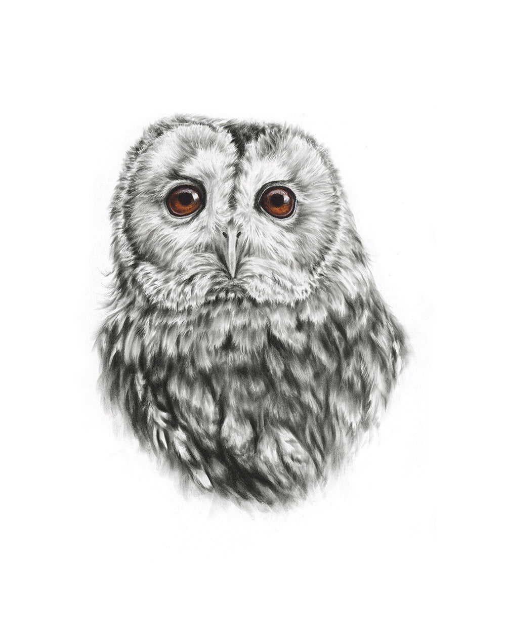 Tawny Owl - Limited Edition