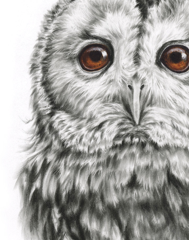Tawny Owl - Limited Edition