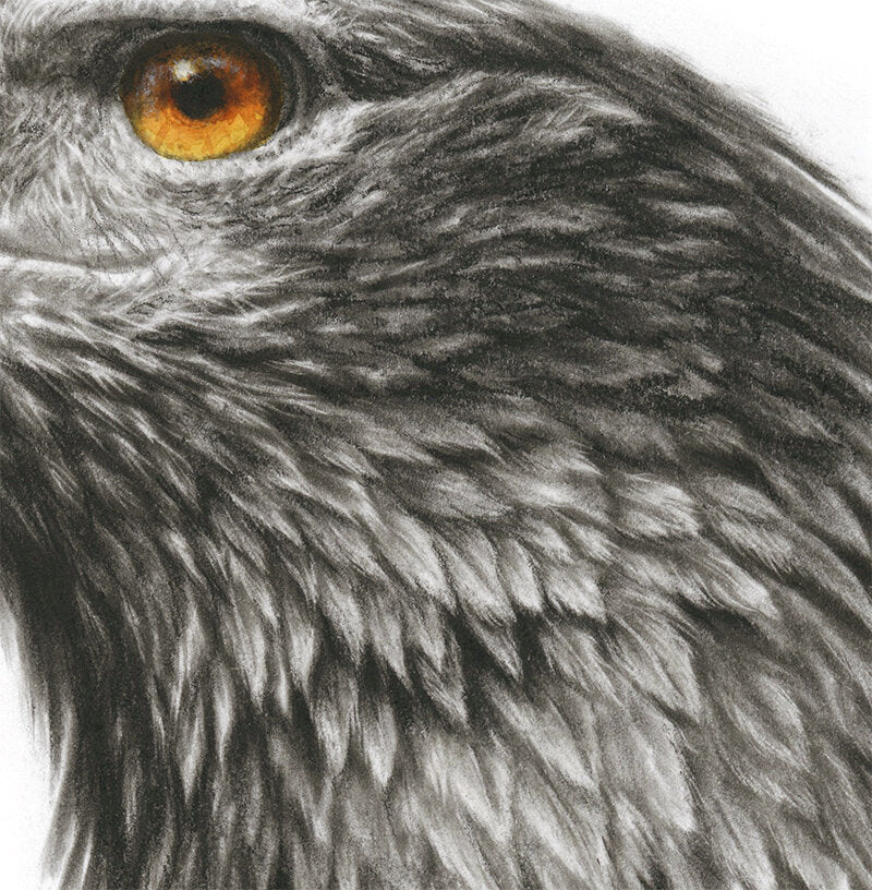 Wedgetailed Eagle - Limited Edition