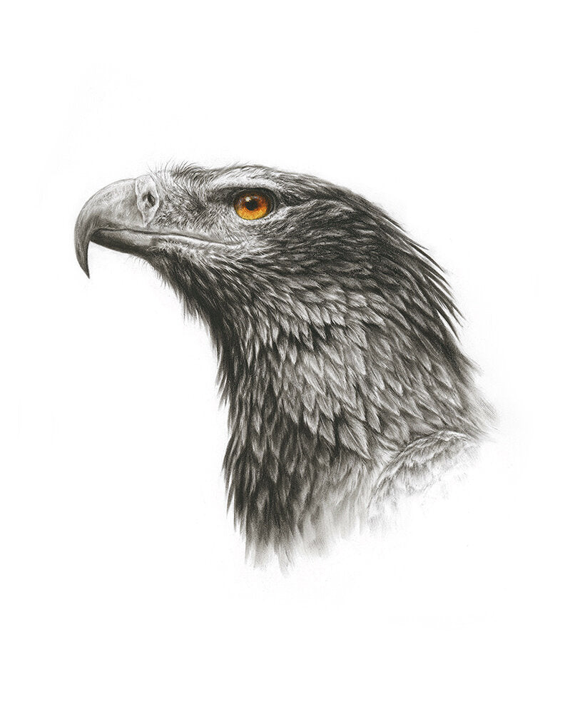 Wedgetailed Eagle - Limited Edition