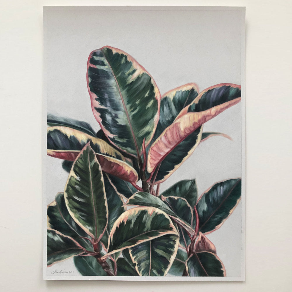 Ficus #1 - 12 x 16"