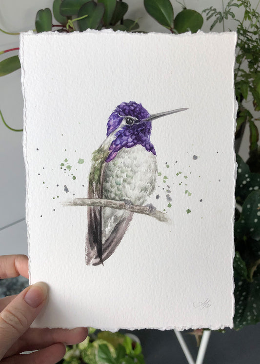 Hummingbird #9