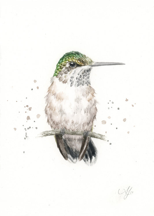 Hummingbird #6