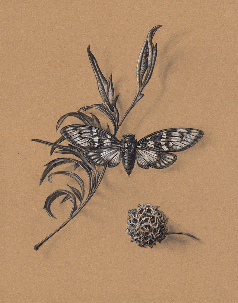 Cicada Still Life on Kraft #1 - Limited Edition Print