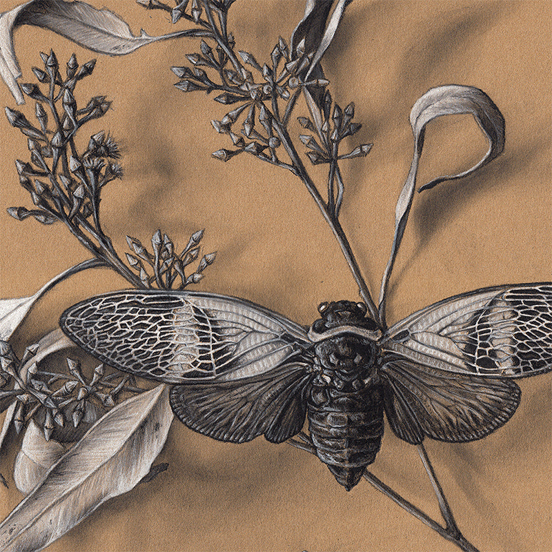 Cicada Still Life on Kraft #2 - Limited Edition Print