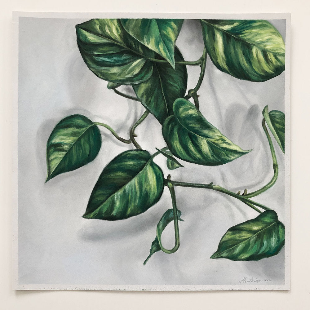 12 x 12" Pothos #2