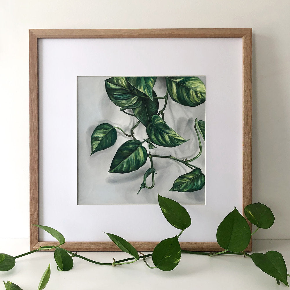 12 x 12" Pothos #2