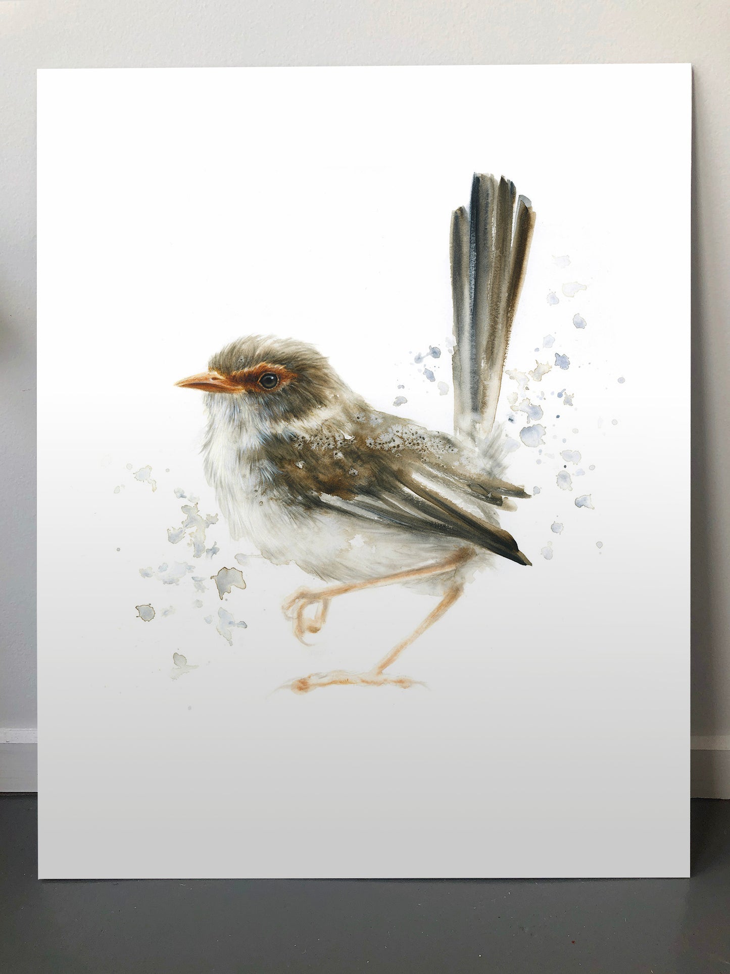 Superb Blue Fairywren (Female) - 16 x 20"