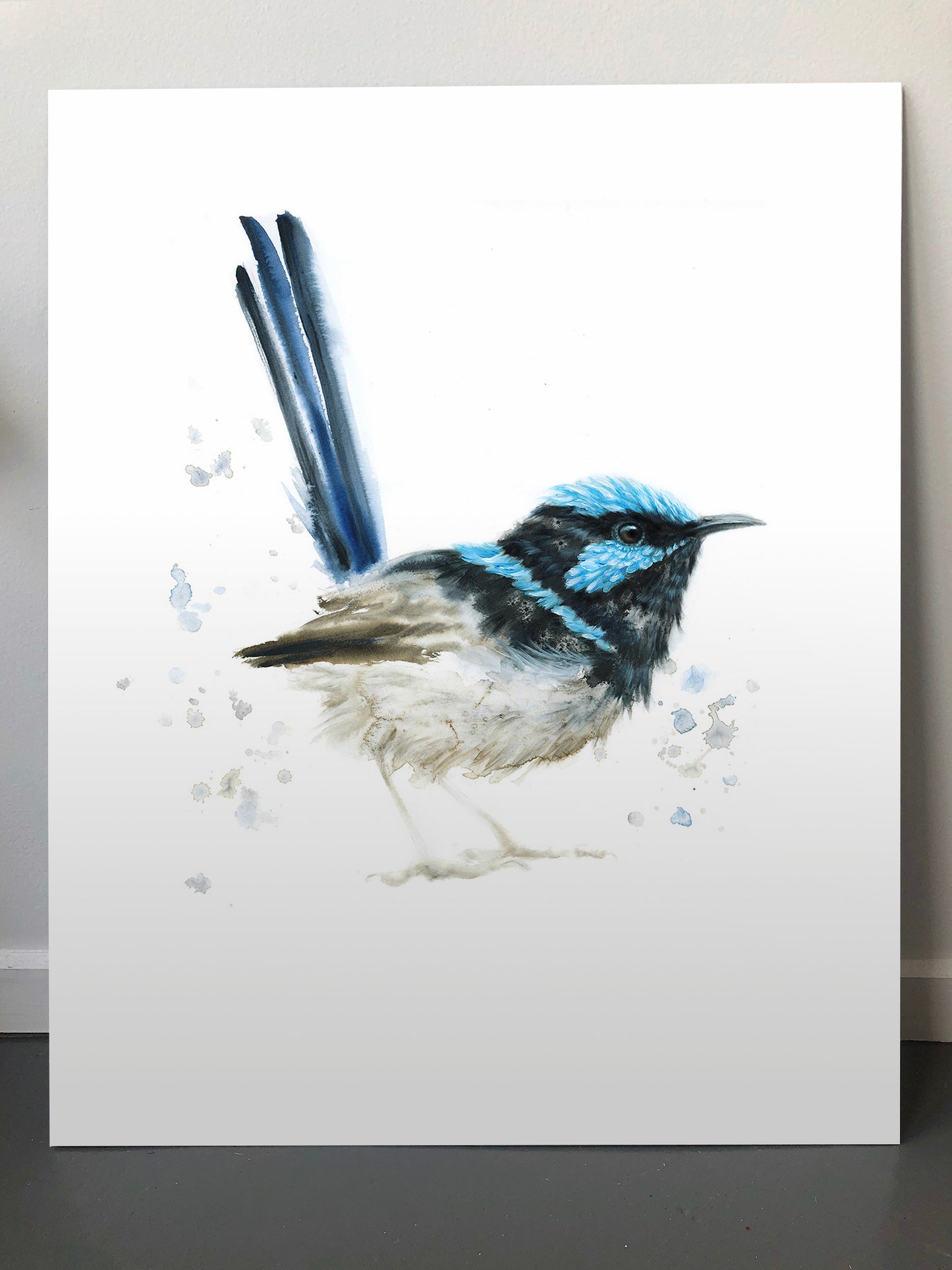 Superb Blue Fairywren (Male) - 16 x 20"