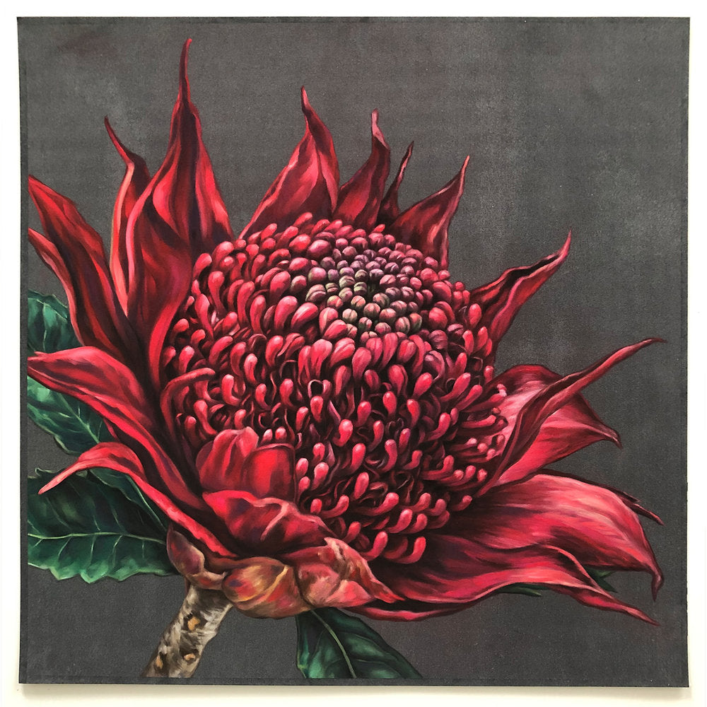 Waratah - 20 x 20"