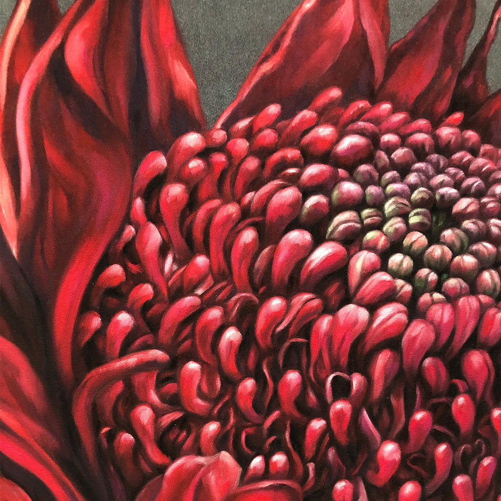 Waratah - 20 x 20"