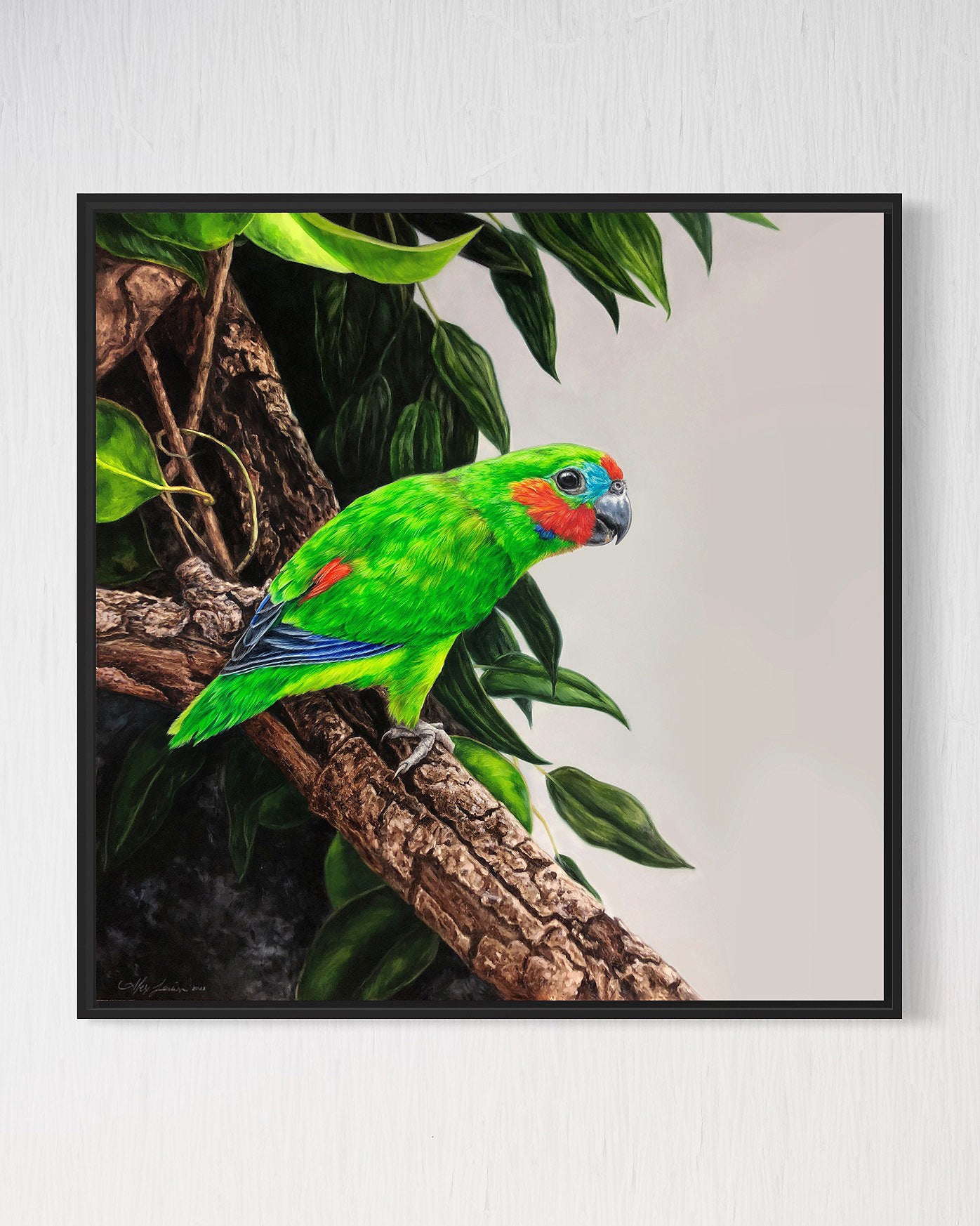 Double-eyed Fig Parrot - 25 x 25"