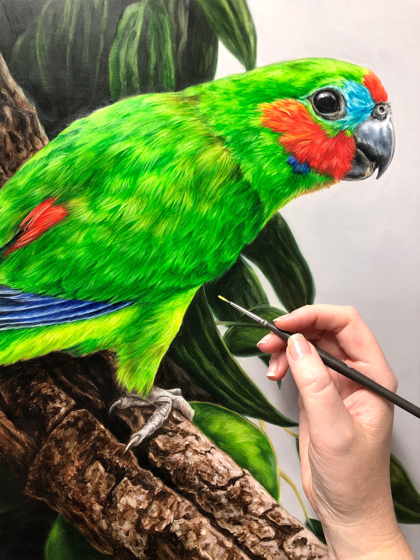 Double-eyed Fig Parrot - 25 x 25"