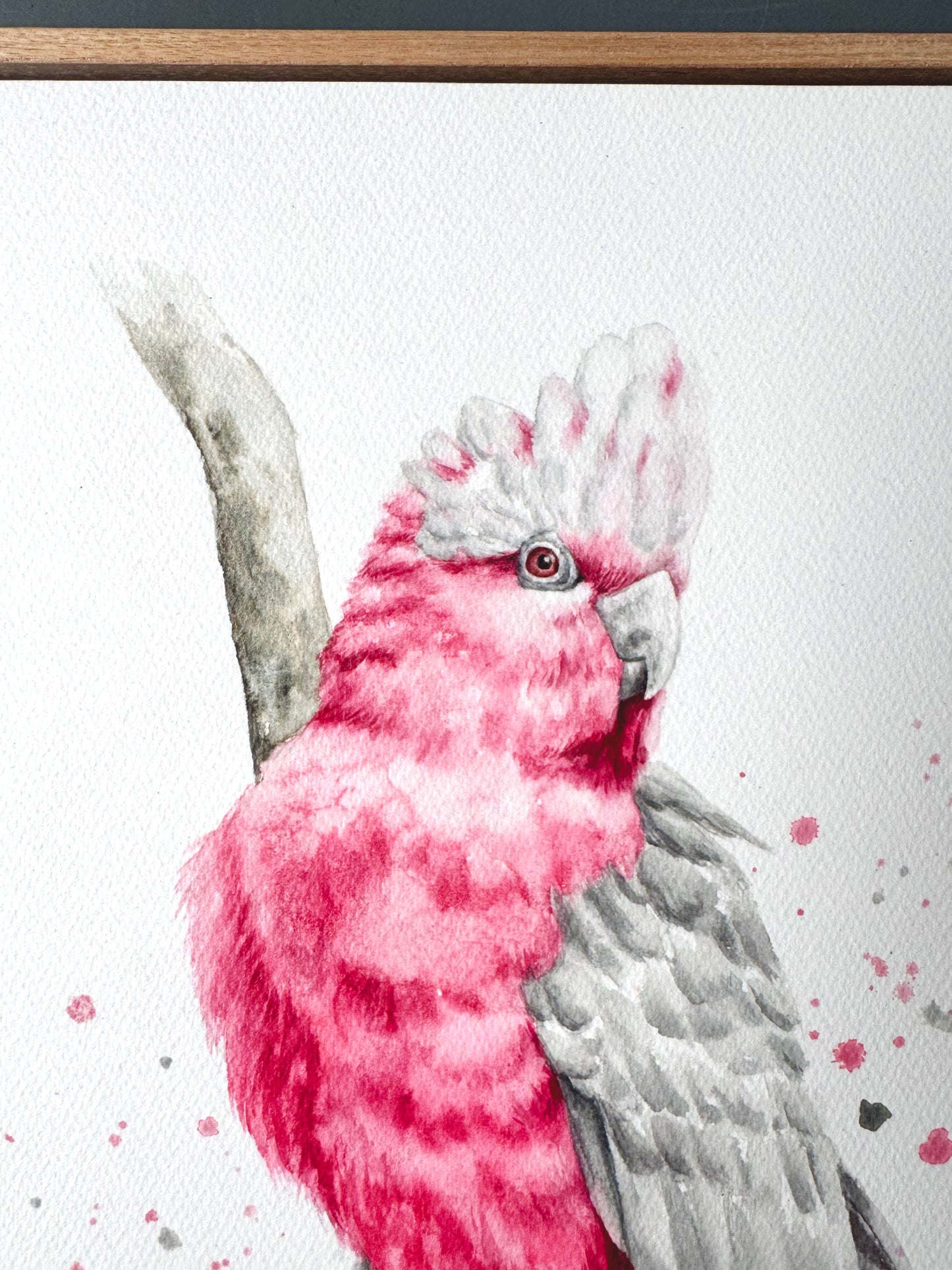 Galah Pink - 15 x 20" (Framed)