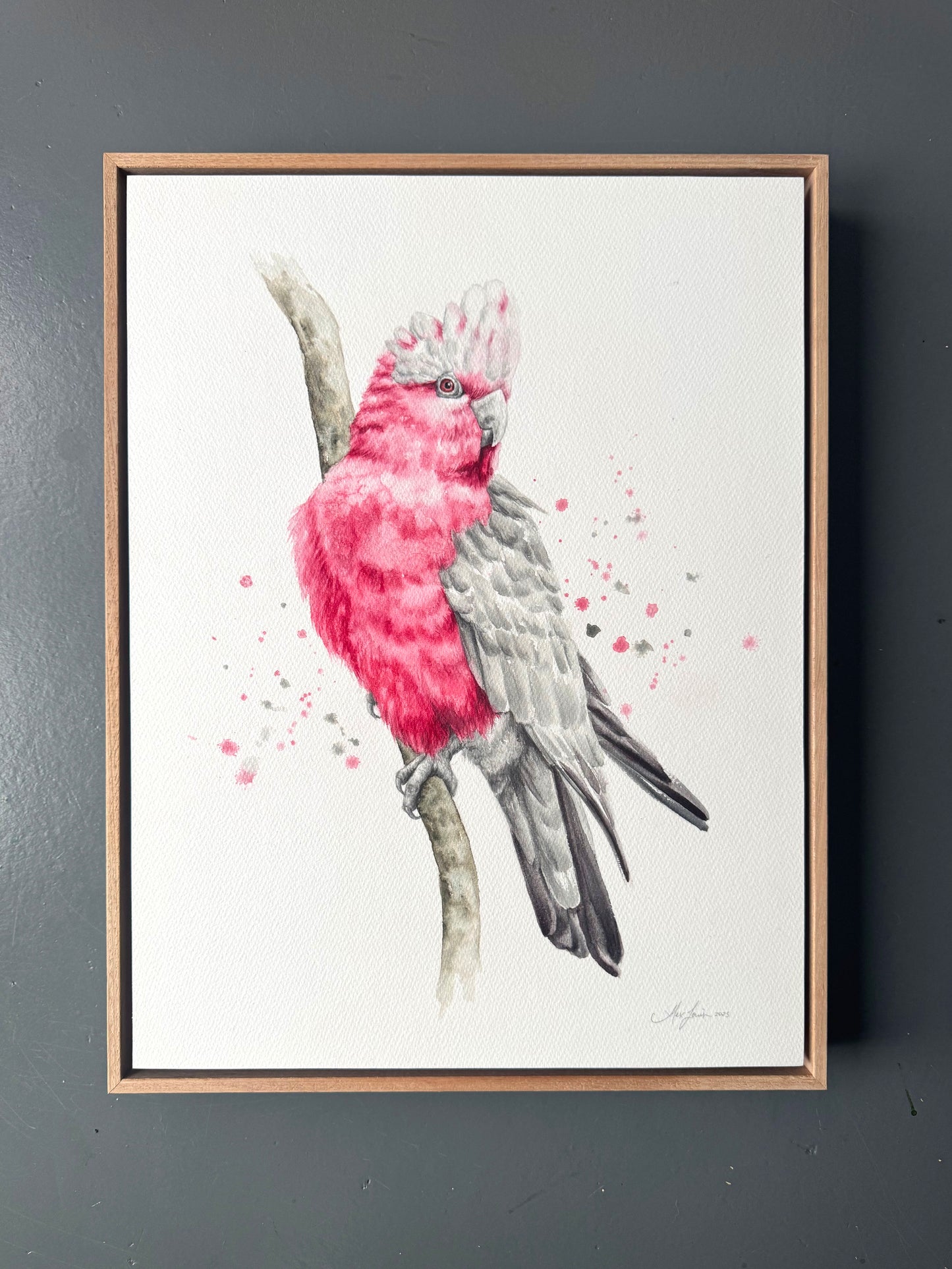 Galah Pink - 15 x 20" (Framed)
