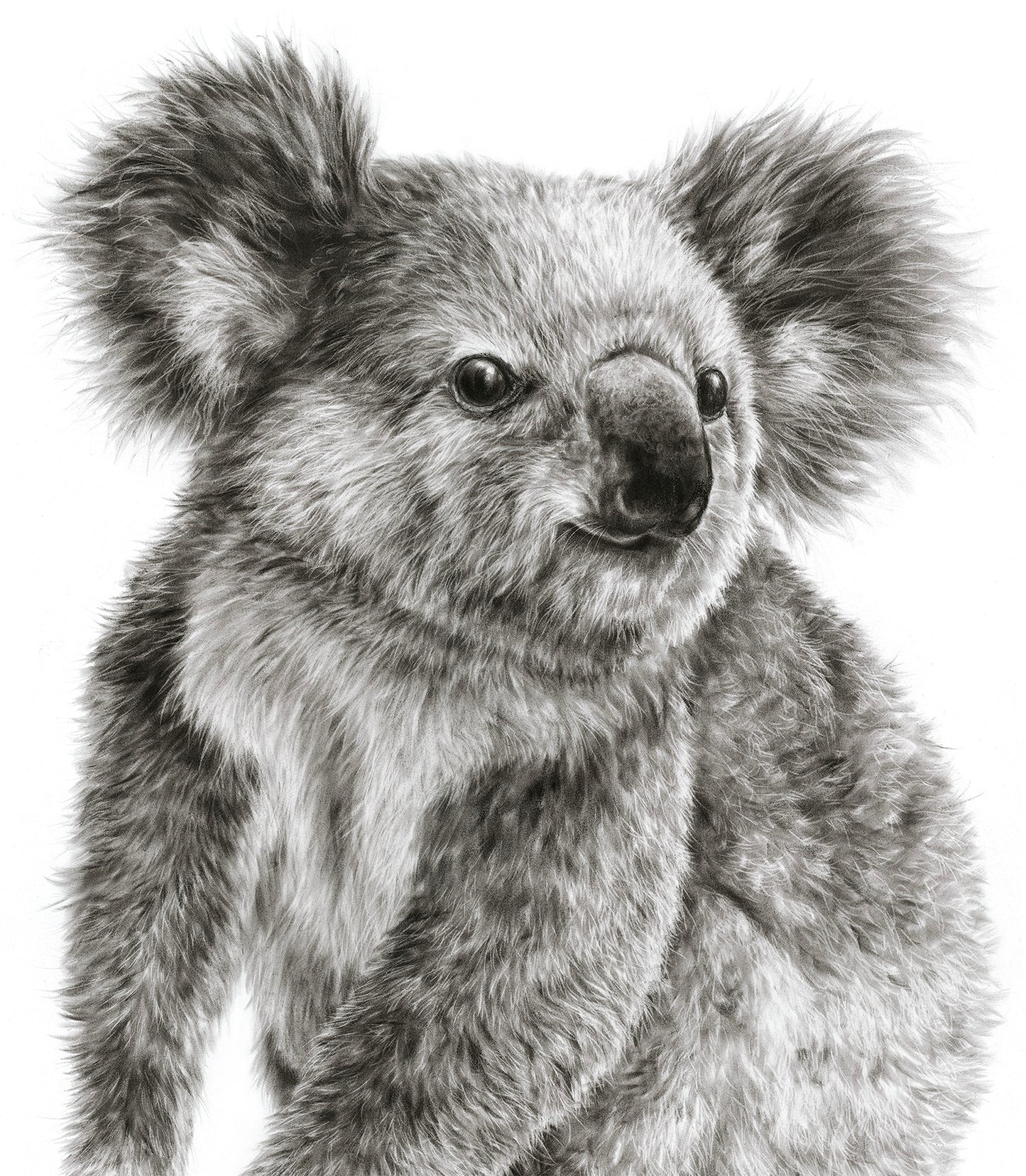 "Young Koala" - 22 x 30"