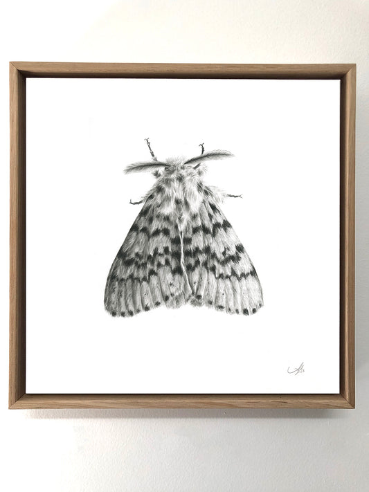 Lymantria Antennata Moth