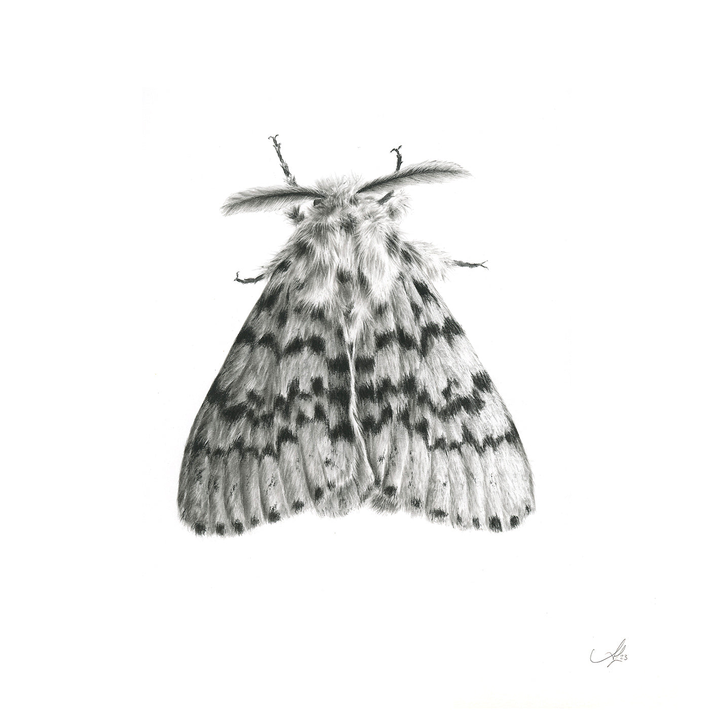 Lymantria Antennata Moth