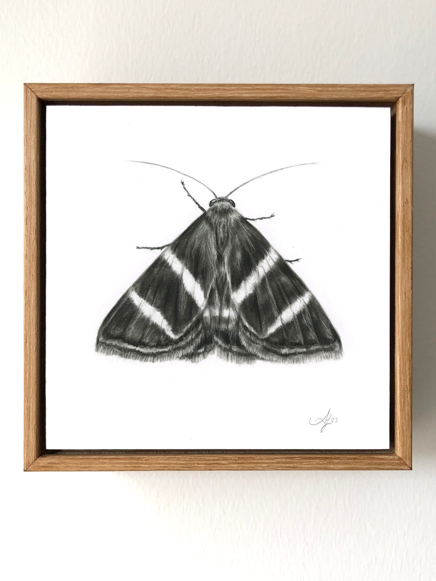Rectangular-striped Noctuid Moth