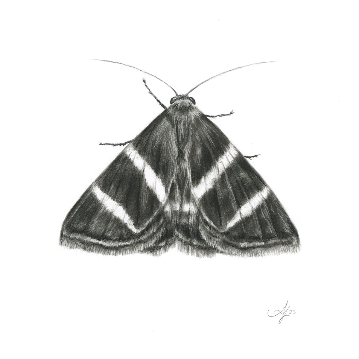 Rectangular-striped Noctuid Moth