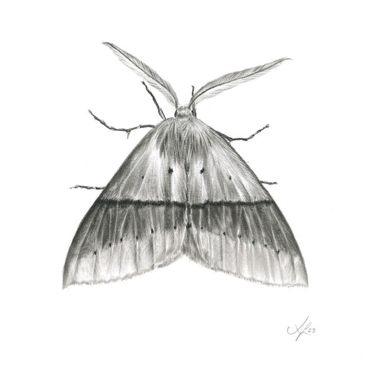 Fallen Bark Looper Moth