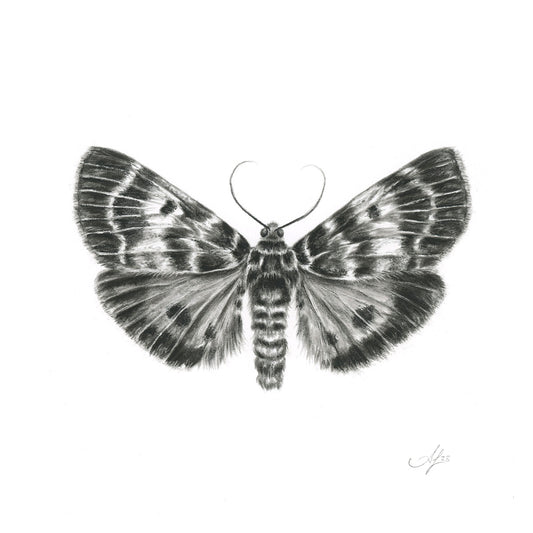 Cardamyla Carinentalis Moth