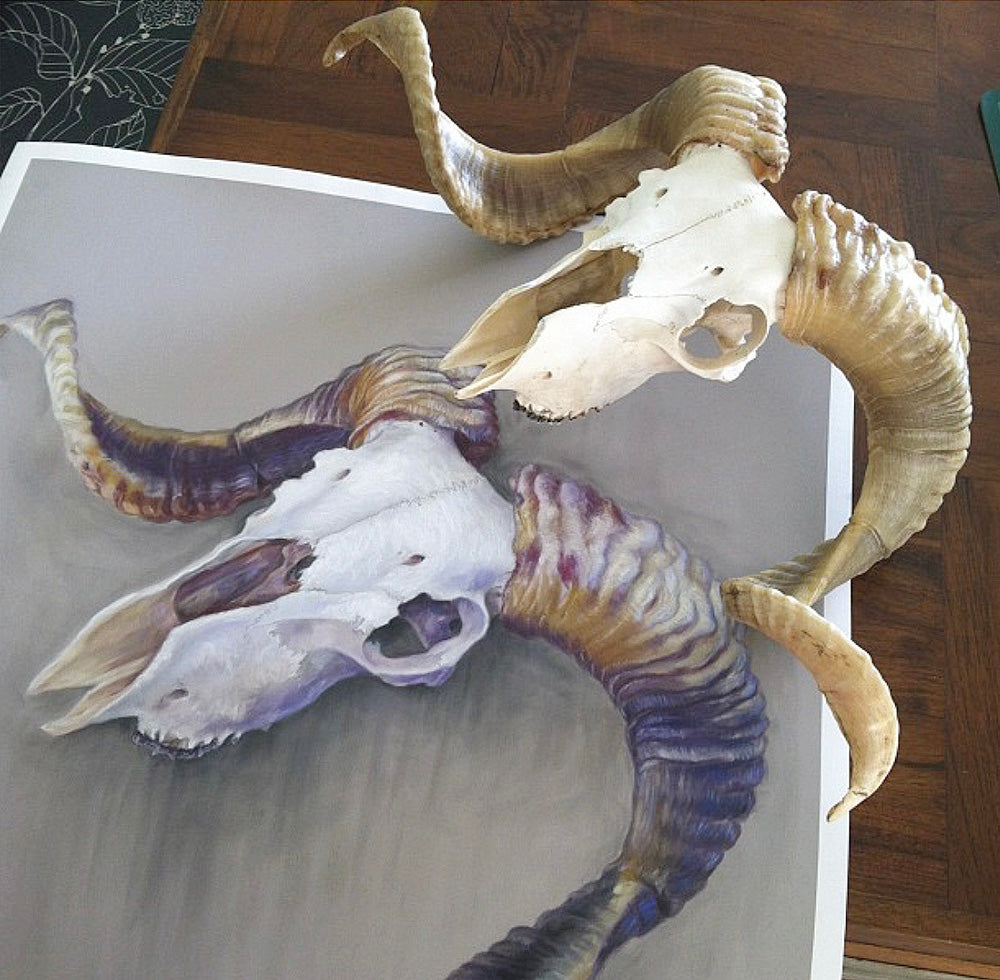 Ram Skull - 22 x 30"