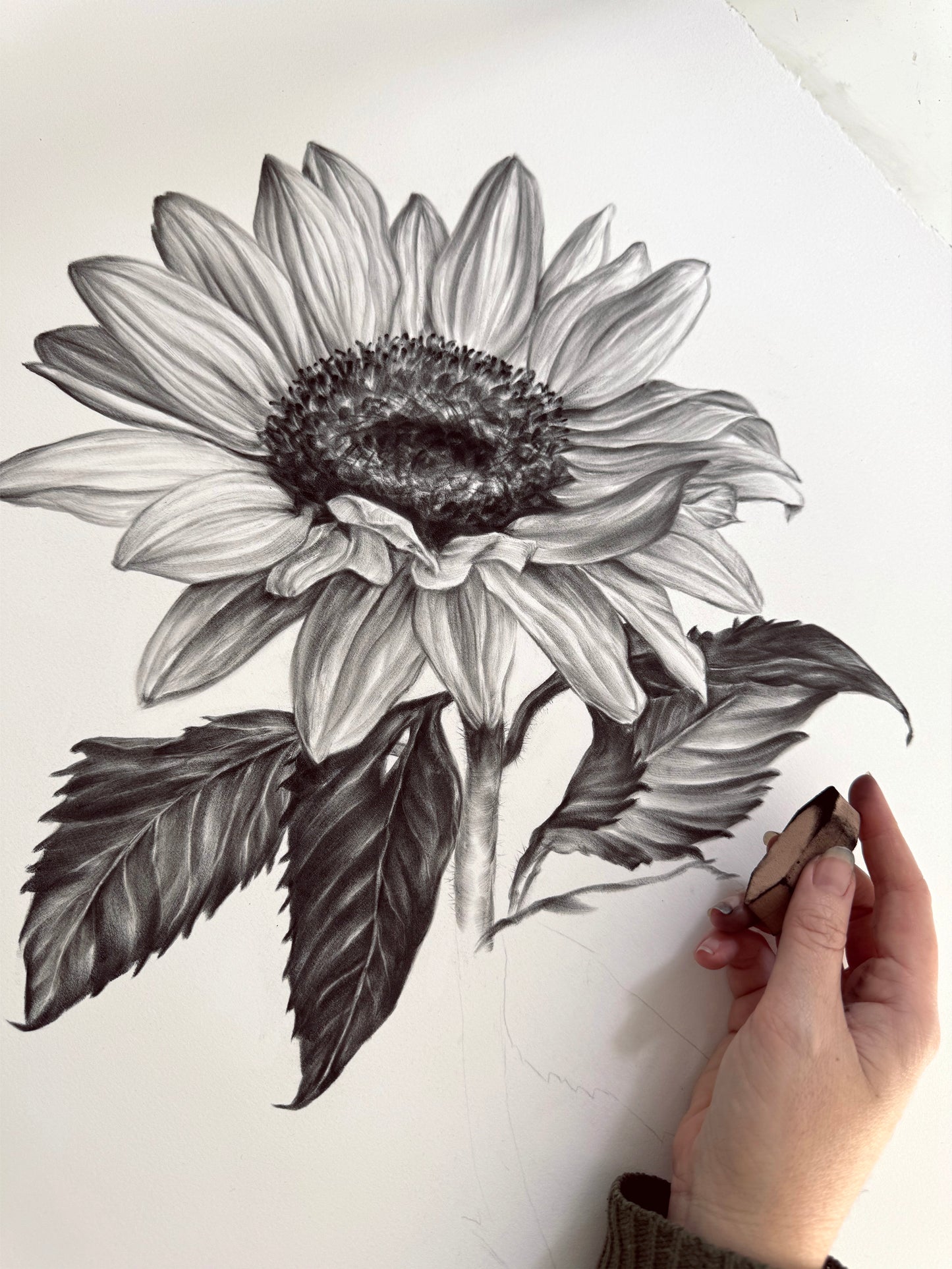 Sunflower - 22 x 30"