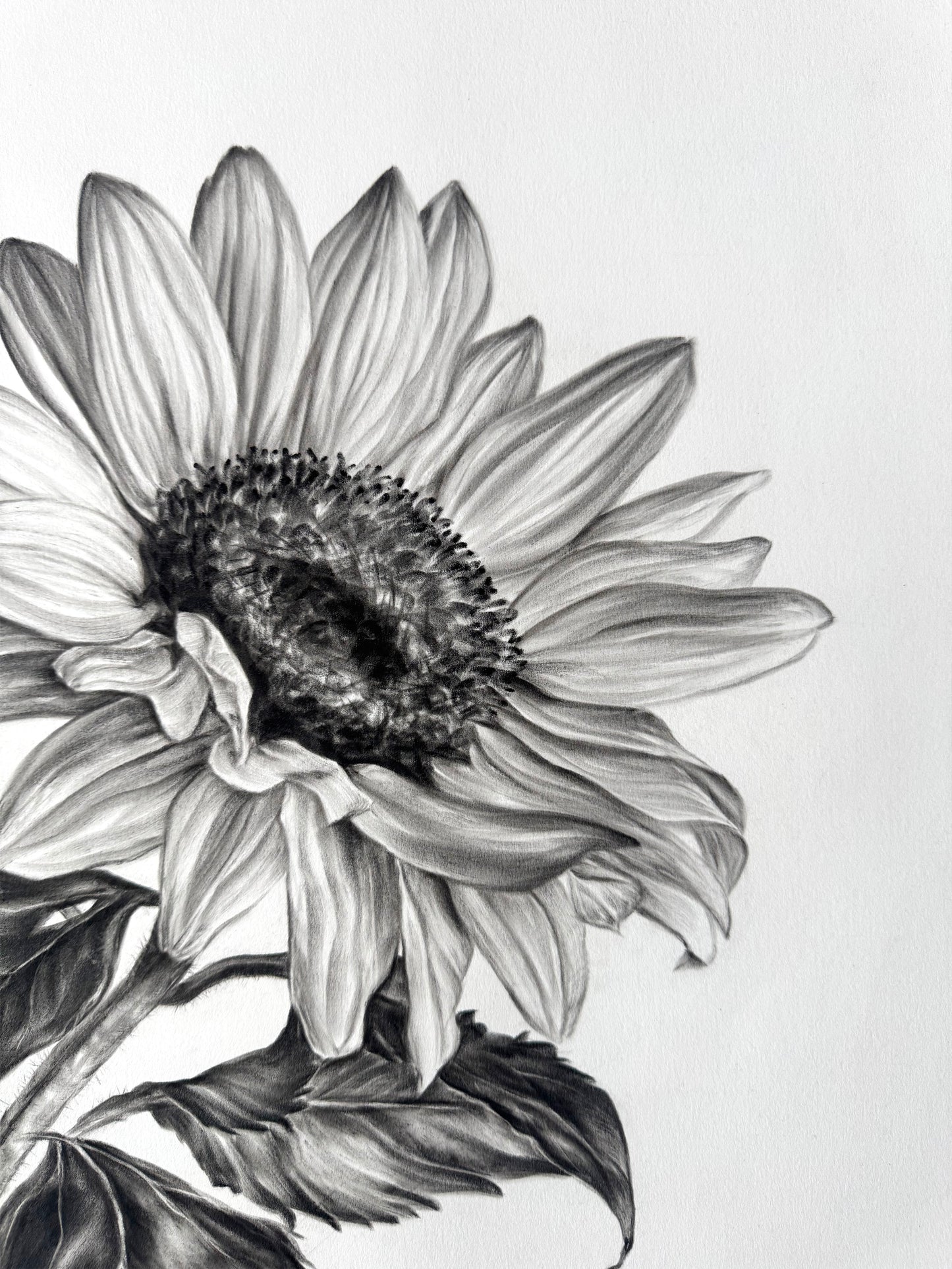 Sunflower - 22 x 30"