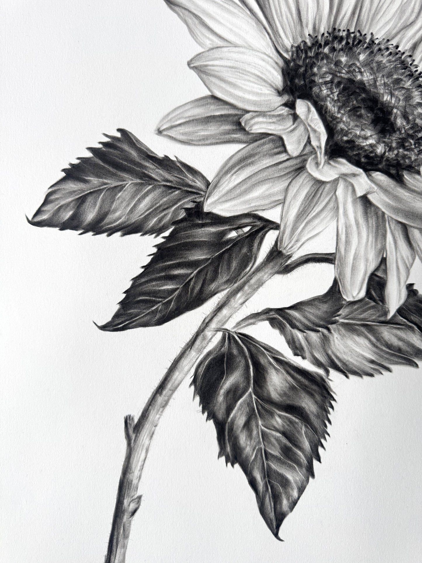 Sunflower - 22 x 30"