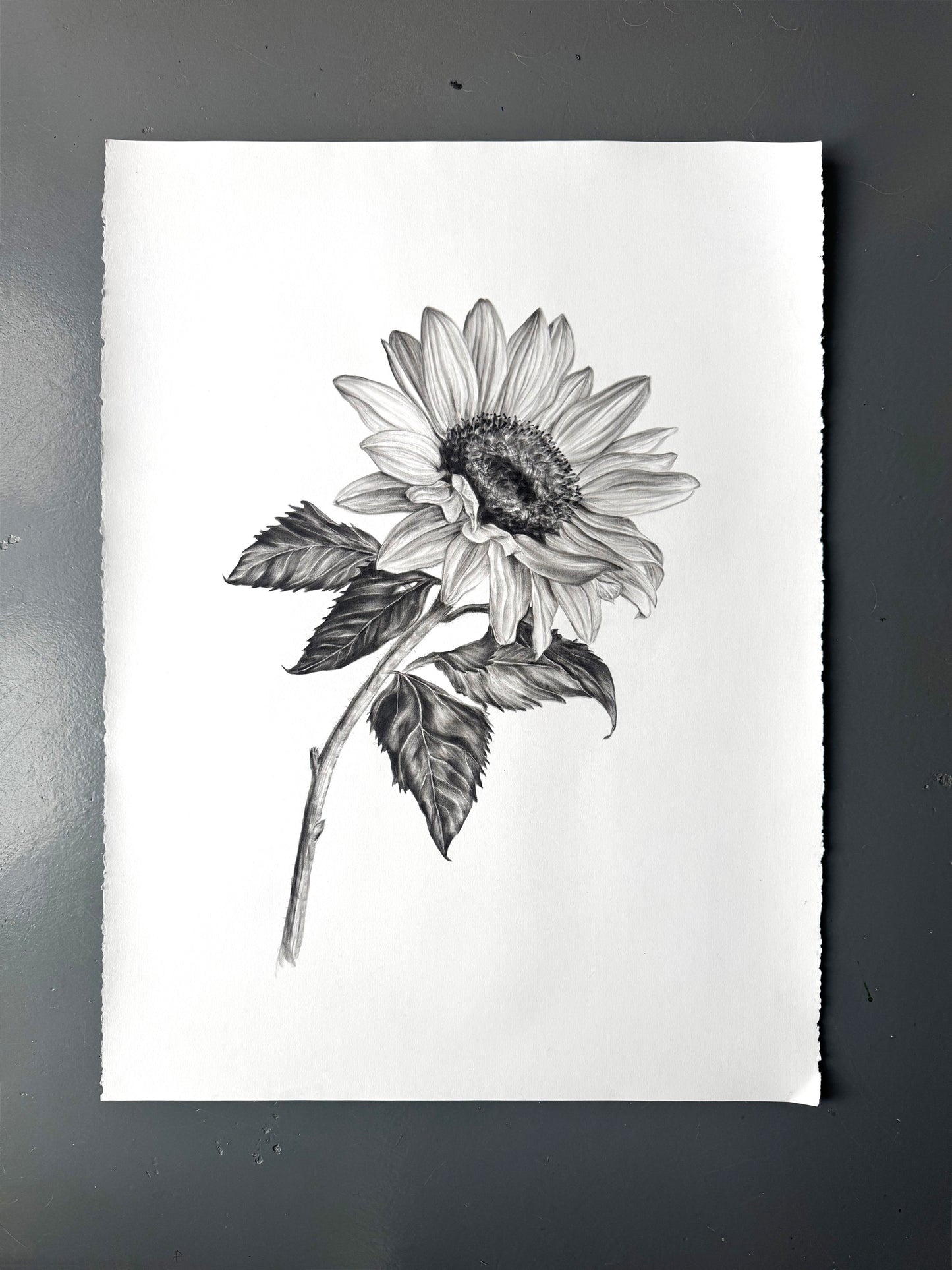 Sunflower - 22 x 30"