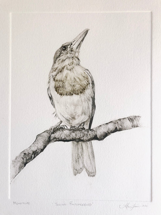 Young Butcherbird - Original Monotype