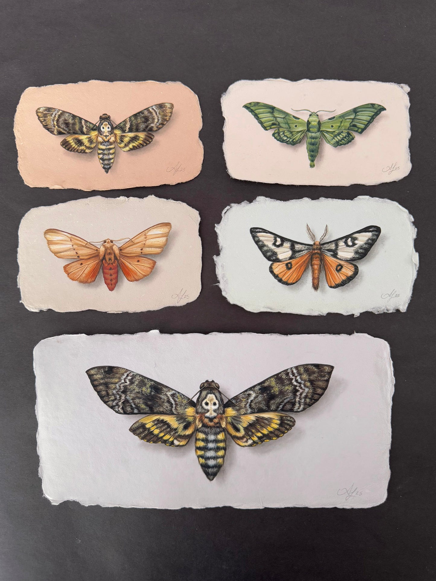 Moth on Handmade Paper #2 - 4.5 x 2.5"