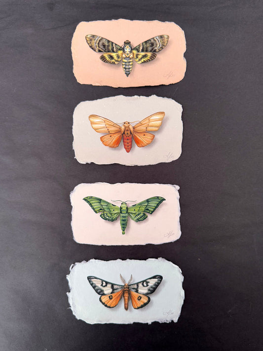 Moth on Handmade Paper #2 - 4.5 x 2.5"