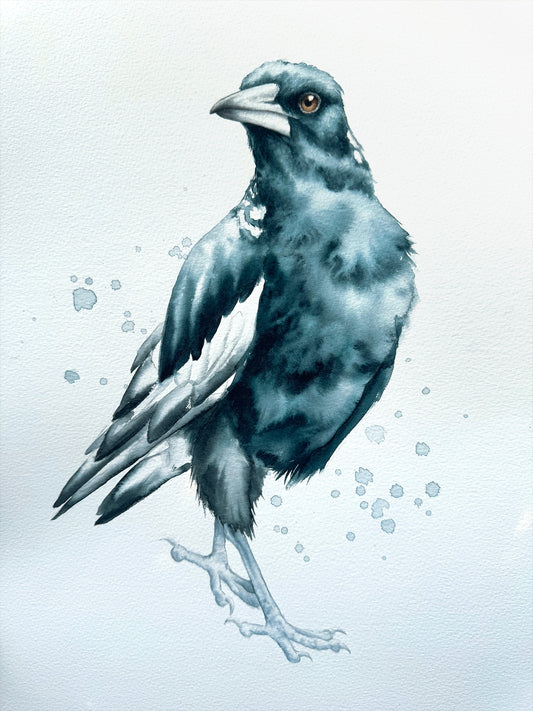 Magpie Looking Left - 15 x 20"