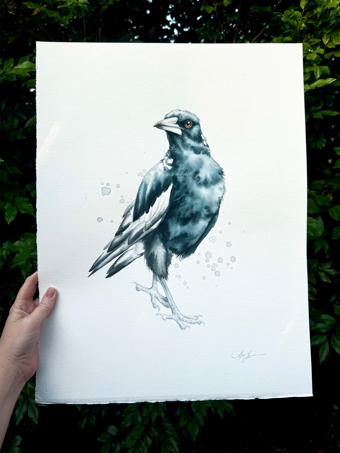 Magpie Looking Left - 15 x 20"