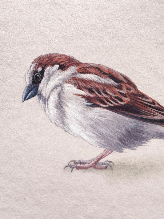 Cafe Sparrow #3 - 6.25 x 4.5"