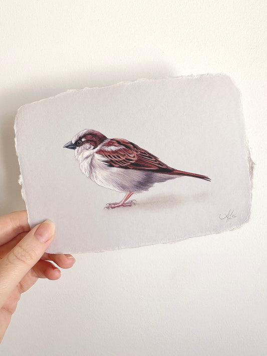 Cafe Sparrow #4 - 6.75 x 4.75"